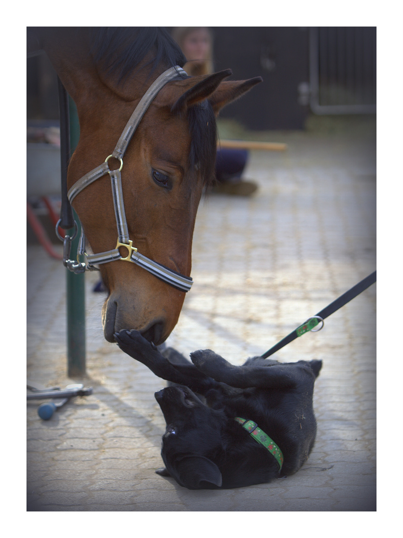 Harmonie zwischen Pferd und Hund