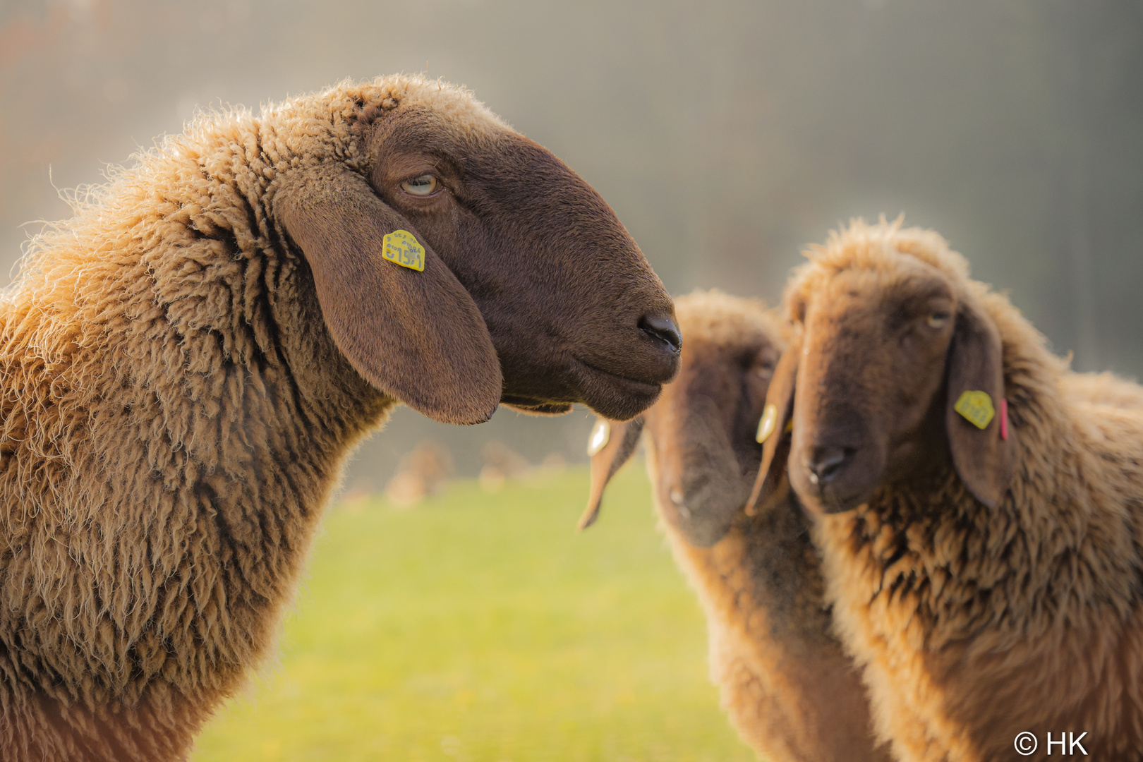 Harmonisch und friedfertig