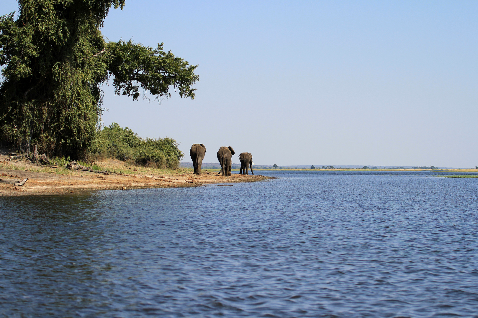 Harmony at Chobe River front