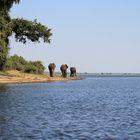 Harmony at Chobe River front