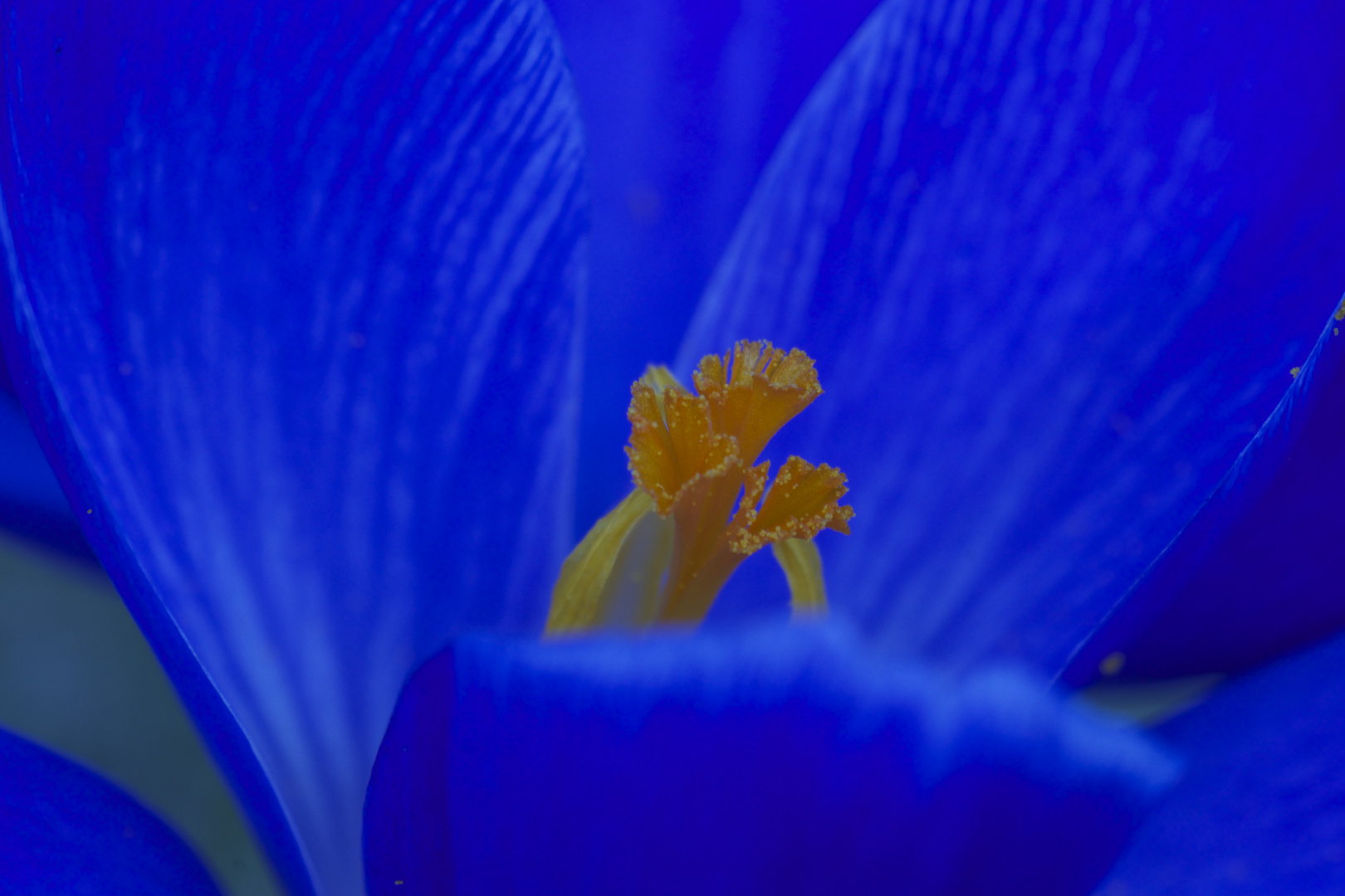 Harmony in Blue...................