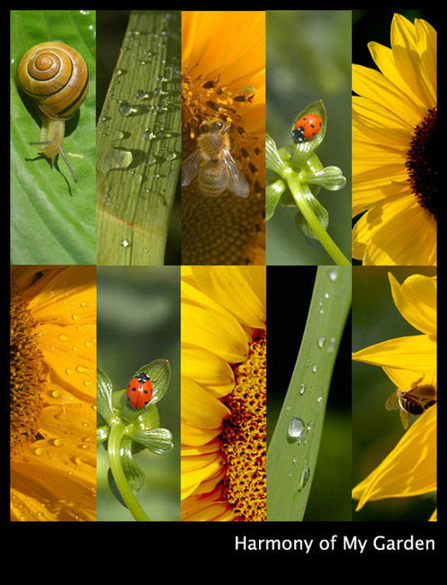 Harmony of My Garden