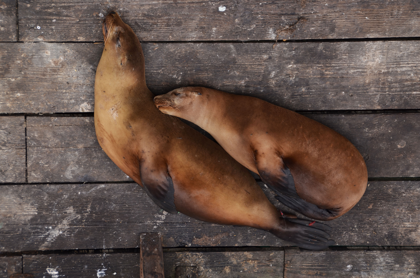 Harmony Sea Lions