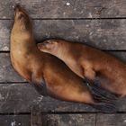 Harmony Sea Lions