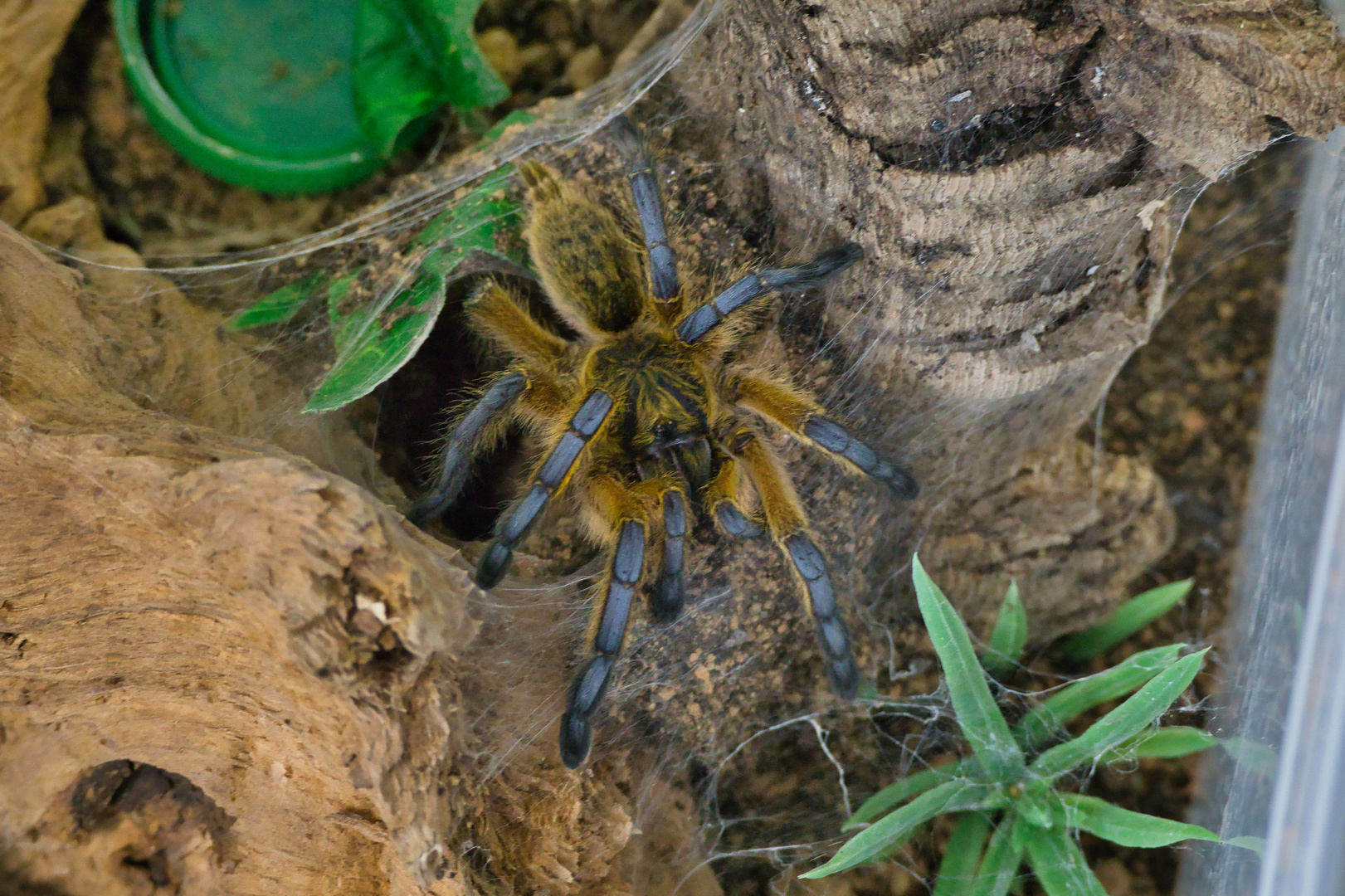 Harpactira Pulchripes 