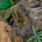 Harpactira Pulchripes 