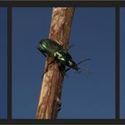 Harpalus distinguendus