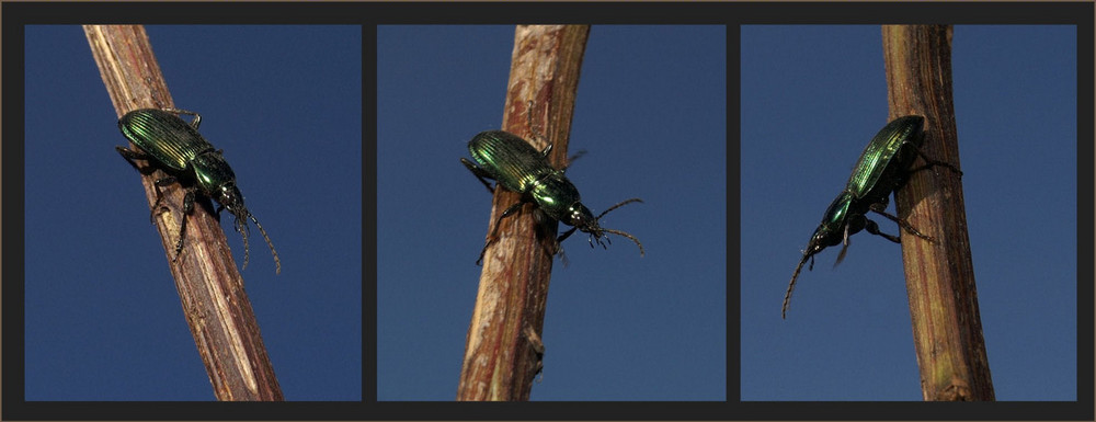 Harpalus distinguendus