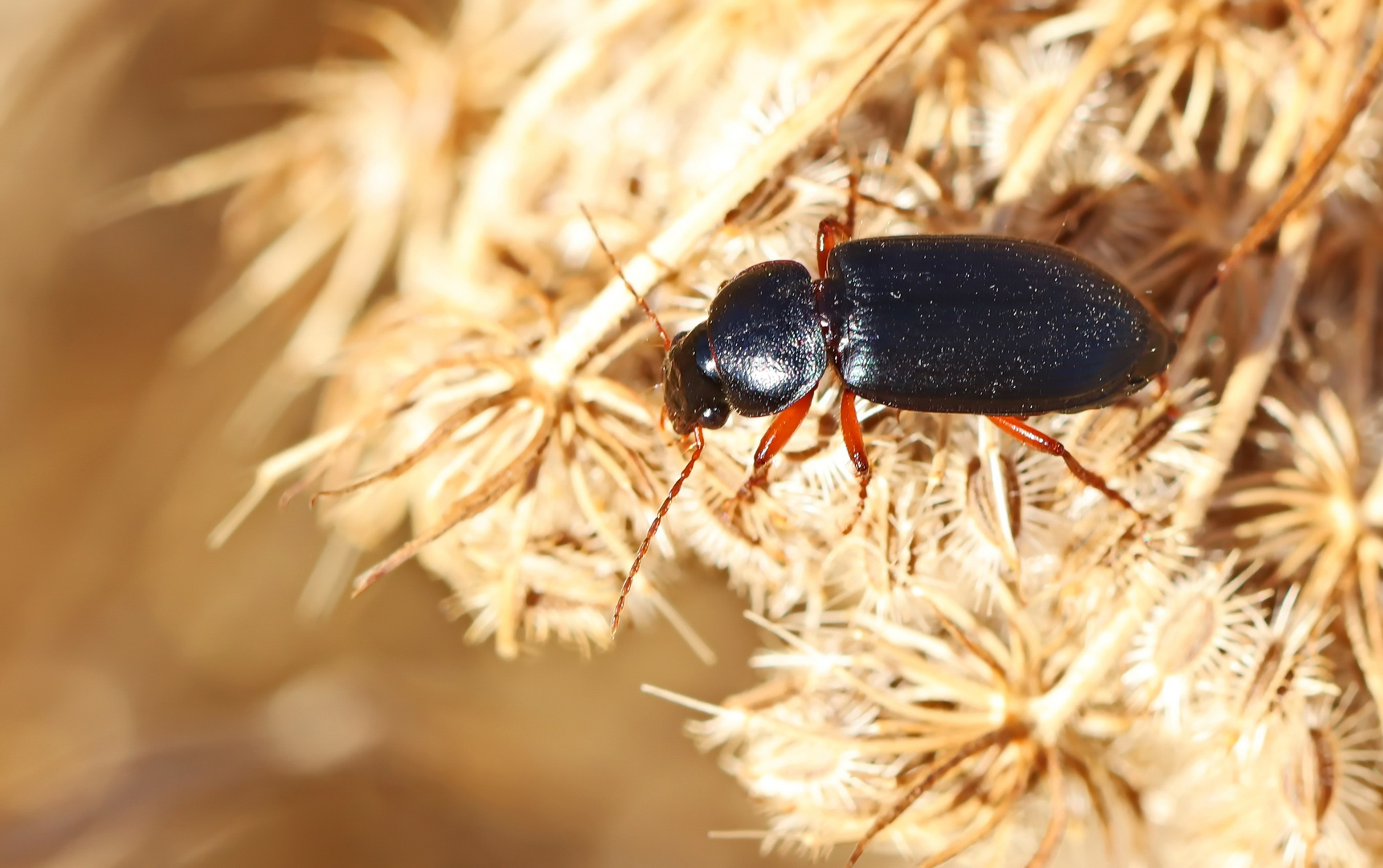 Harpalus rufipes