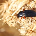 Harpalus rufipes