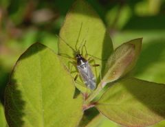 Harpocera thoracica - Männchen ?