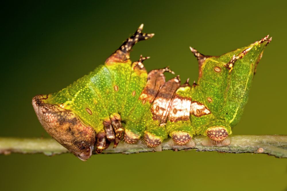 Harpyia milhauseri (FABRICIUS, 1775) - Raupe