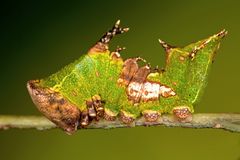 Harpyia milhauseri (FABRICIUS, 1775) - Raupe