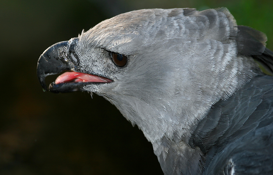 Harpyie - ein besonderer Greifvogel (+Tierinfo)