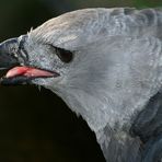 Harpyie - ein besonderer Greifvogel (+Tierinfo)