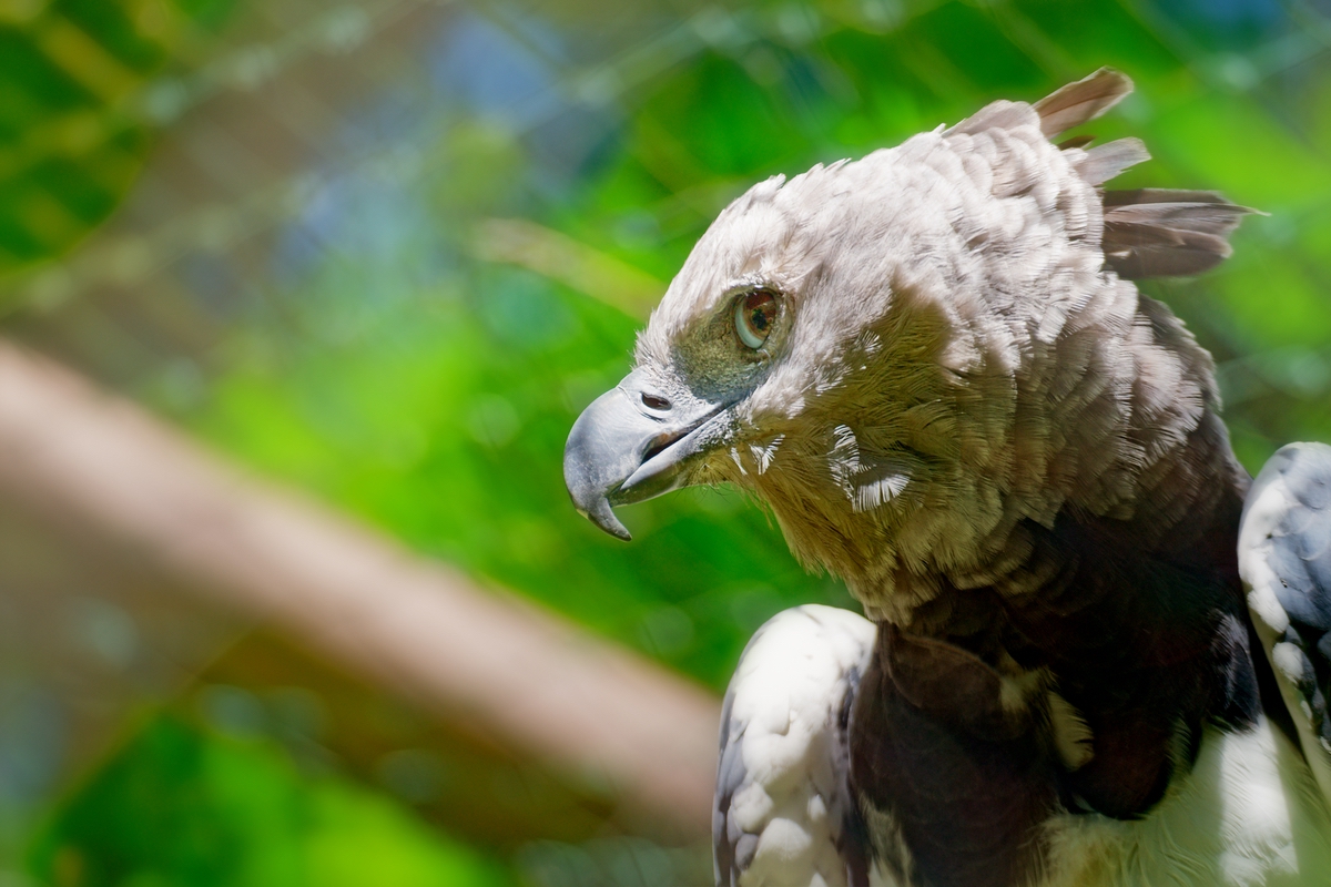 Harpyie - Greifvogel