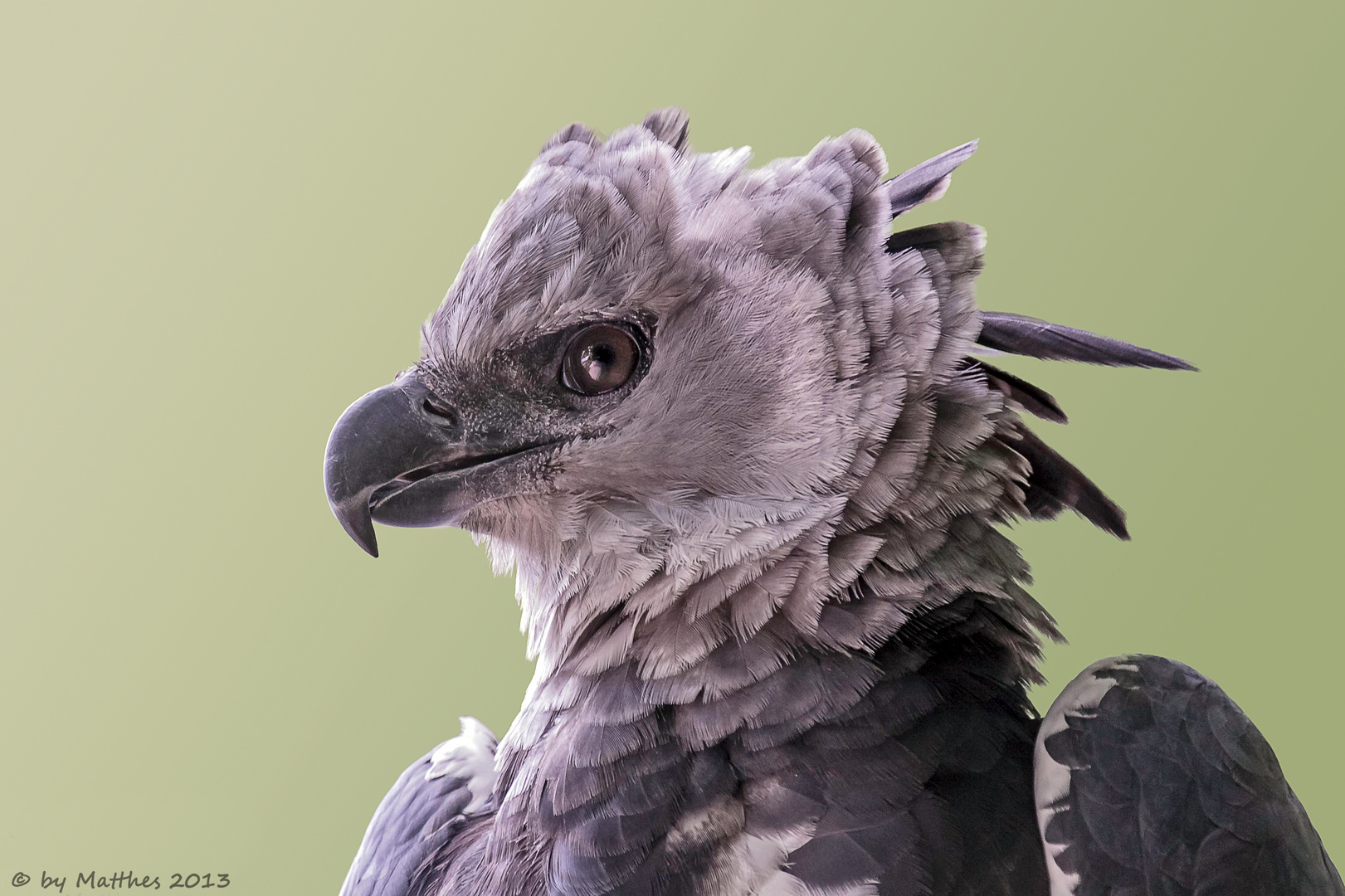 Harpyie (Harpia harpyja) Foto & Bild tiere, zoo, wildpark & falknerei