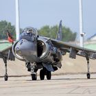 Harrier