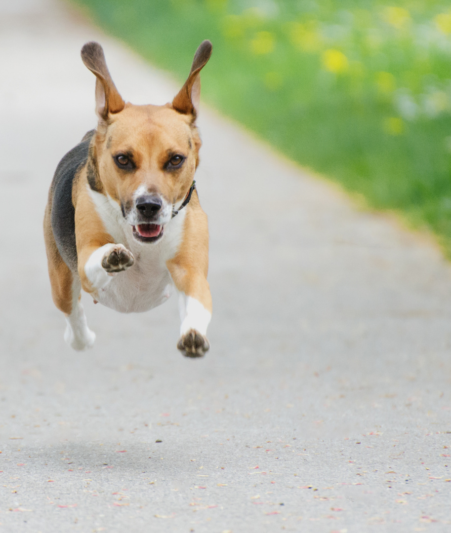 Harrier-Beagle