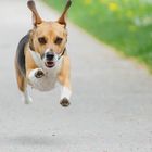 Harrier-Beagle