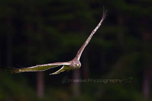 harrier hawk