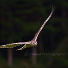 harrier hawk