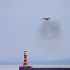 Harrier Jump Jet