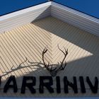 Harriniva