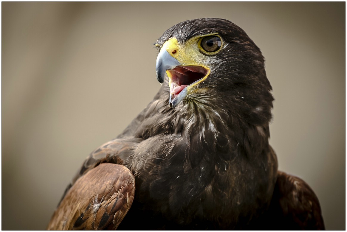 Harris Hawk