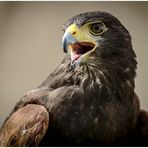 Harris Hawk