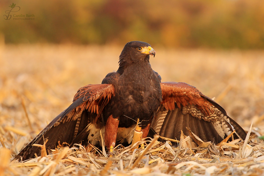 Harris Hawk