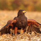 Harris Hawk