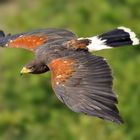 Harris Hawk