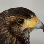 Harris Hawk...