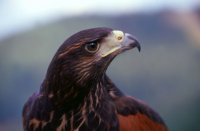 Harris Hawk