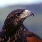 Harris Hawk