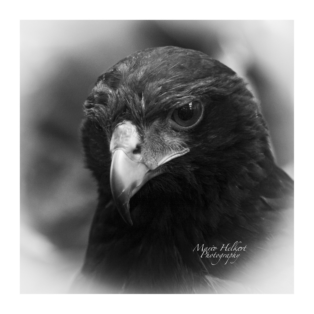 Harris' Hawk