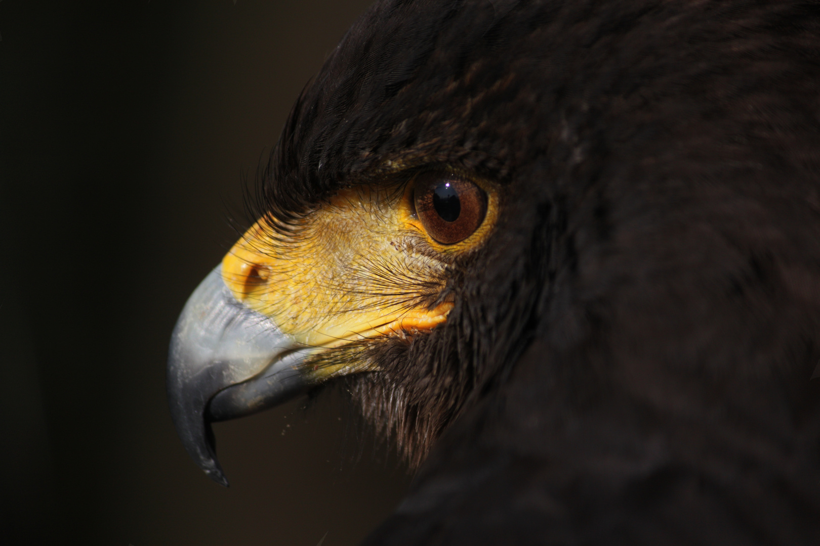 Harris Hawk