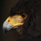 Harris Hawk