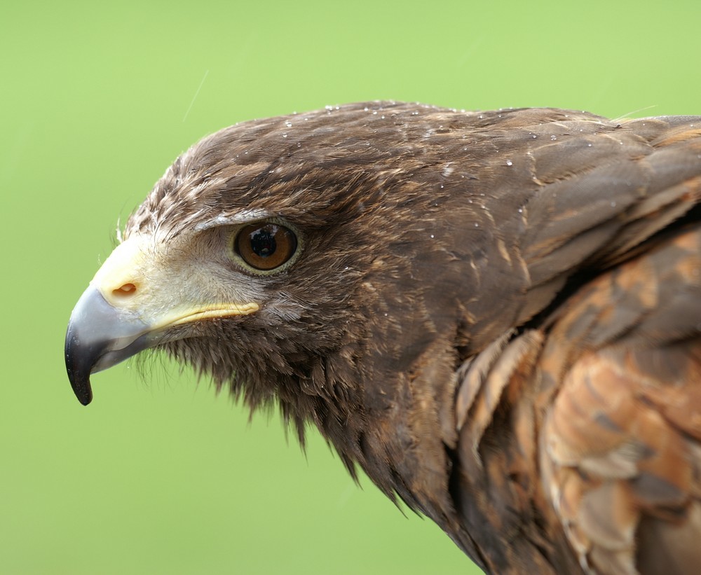 Harris Hawk