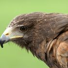 Harris Hawk