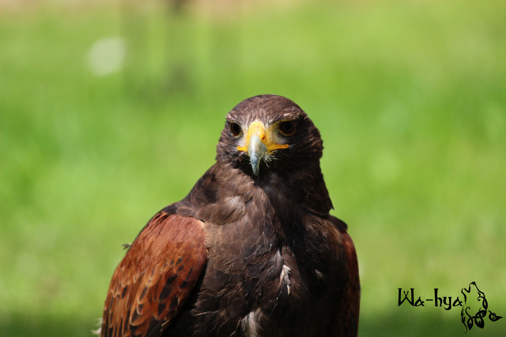 Harris Hawk