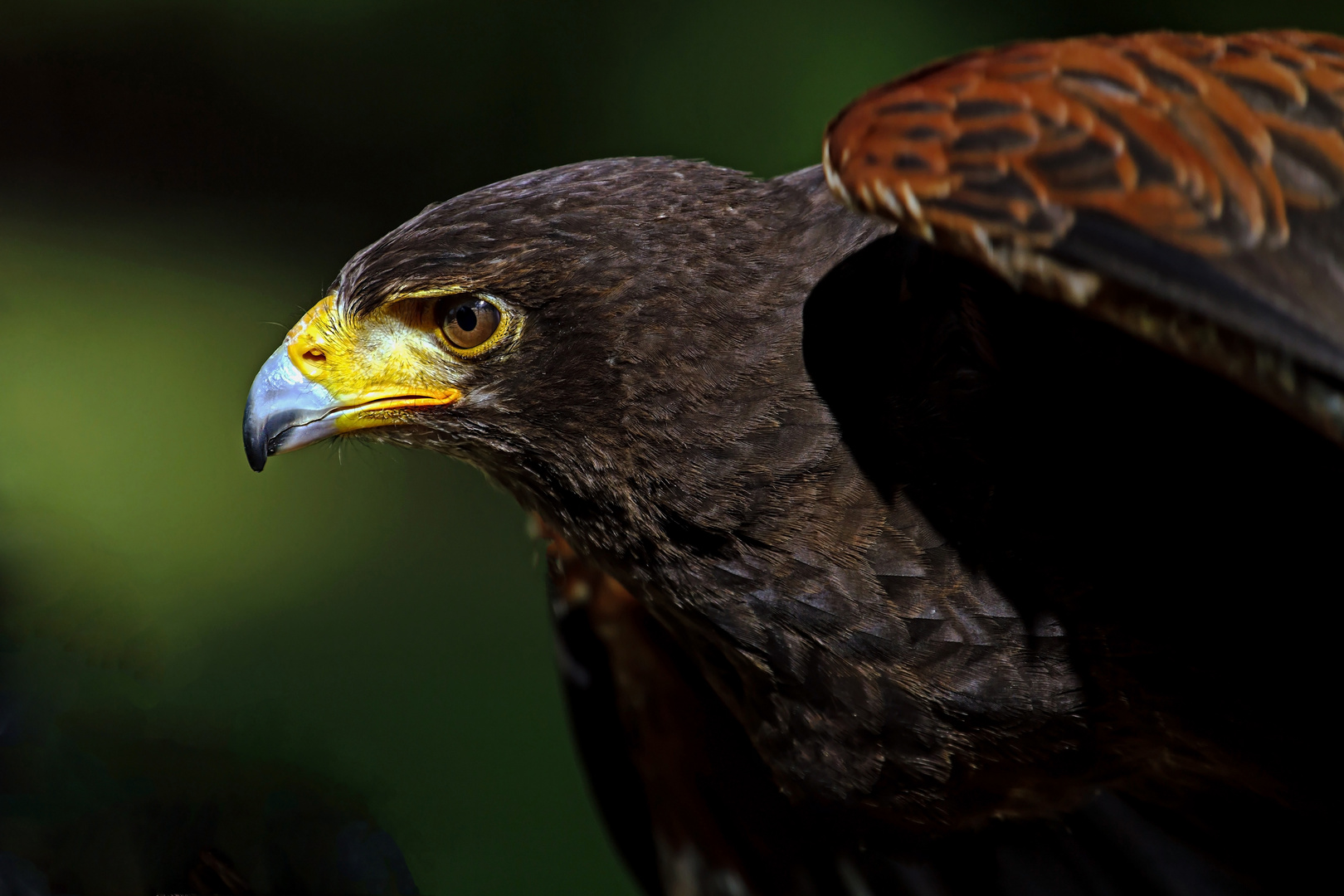 Harris Hawk