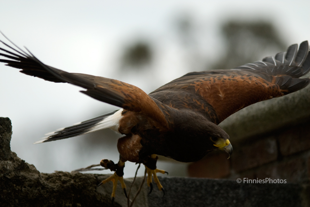 Harris Hawk