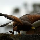 Harris Hawk