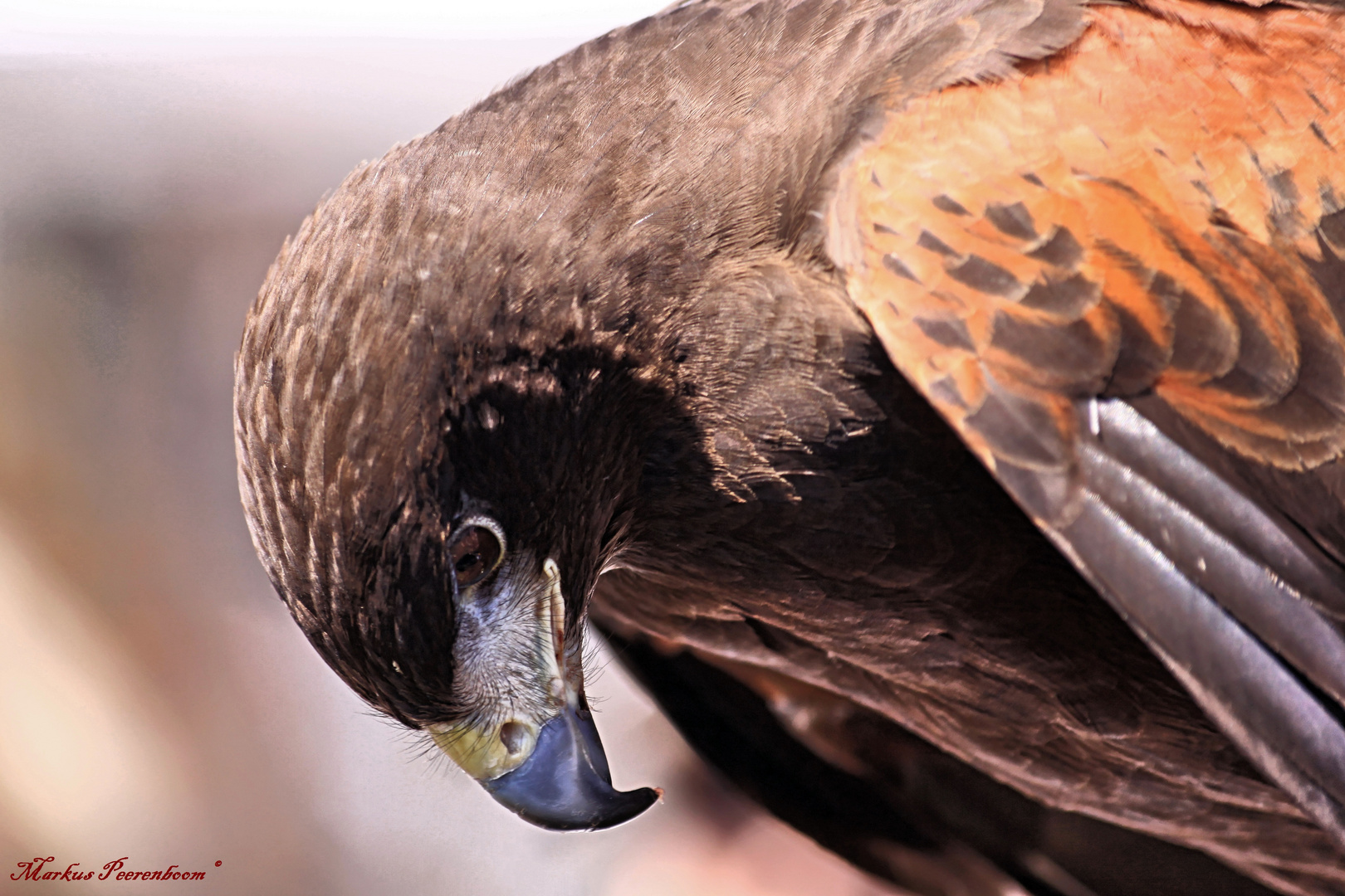 Harris Hawk