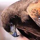 Harris Hawk