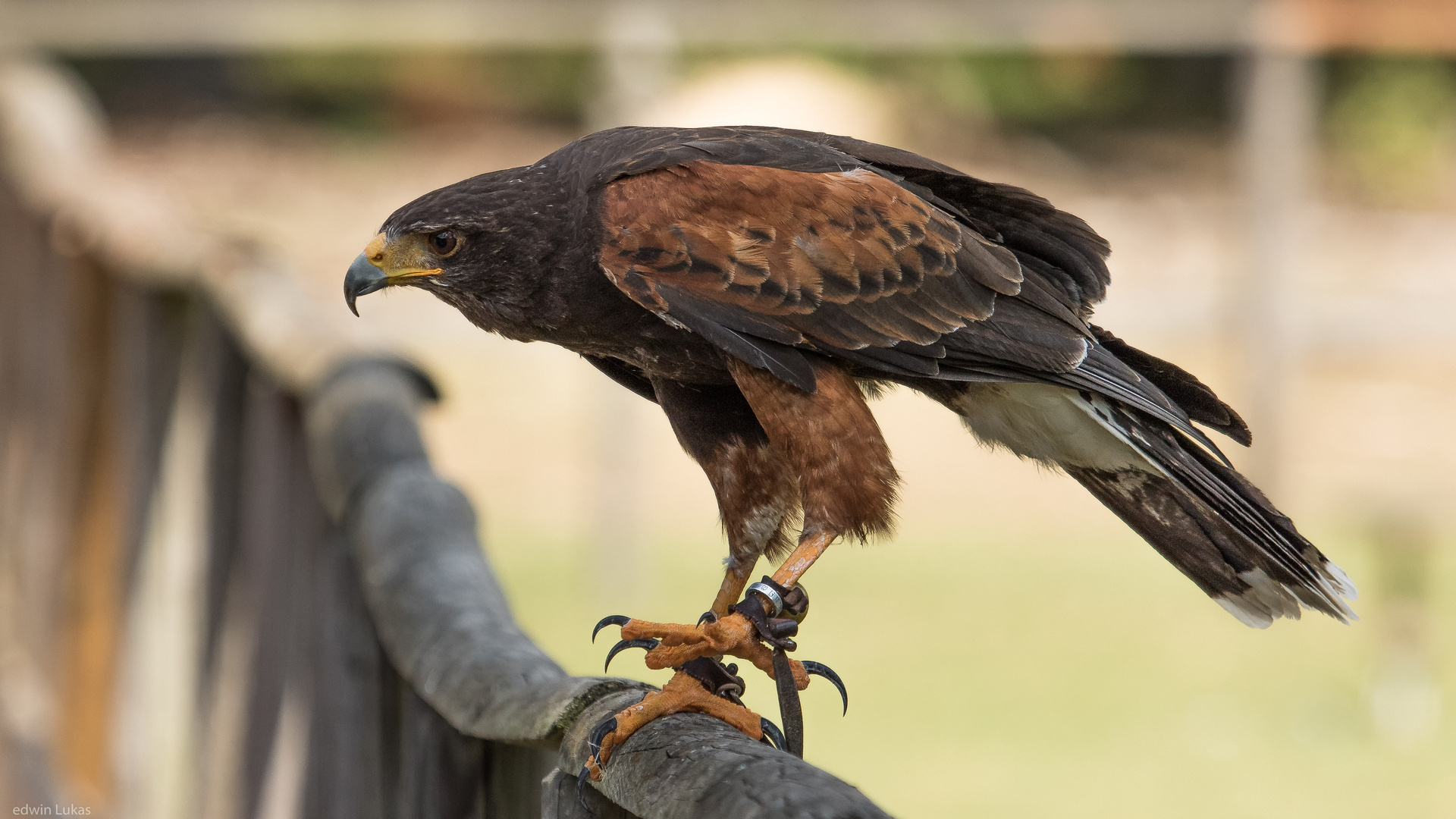 Harris Hawk 