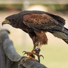 Harris Hawk 