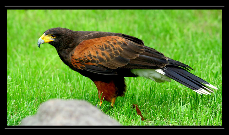 harris hawk